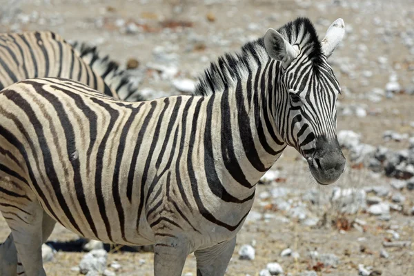 Montanha Zebra — Fotografia de Stock