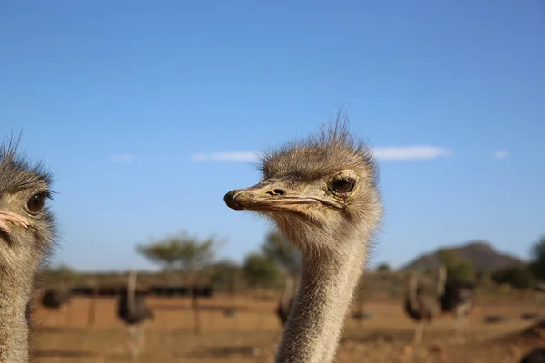 Struisvogel — Stockfoto