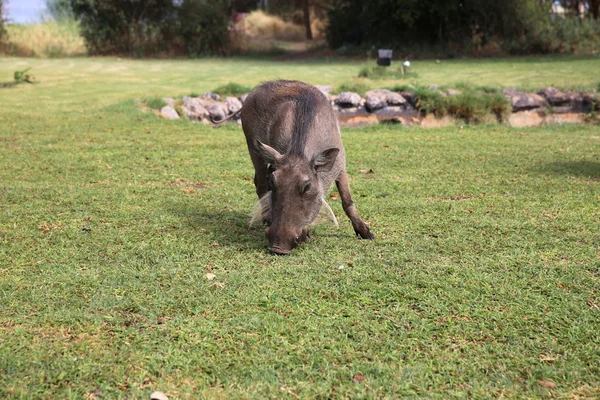 혹 멧돼지 — 스톡 사진