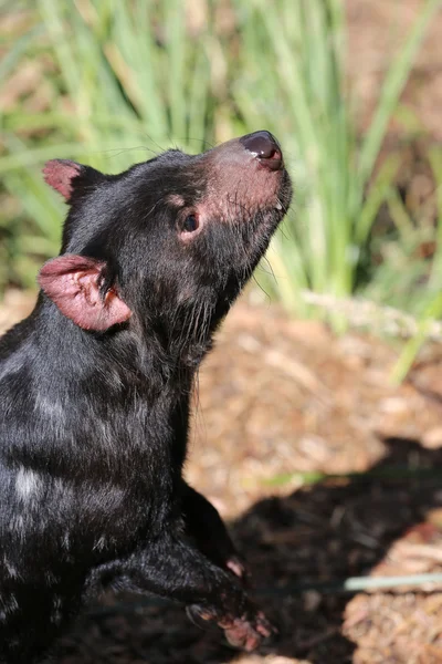 Tasmaanse duivel — Stockfoto