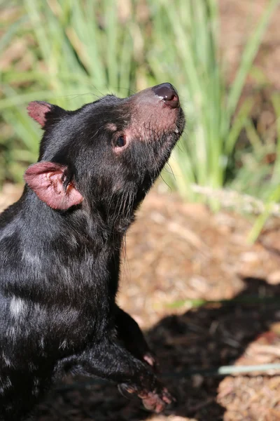 Diablo de Tasmania — Foto de Stock