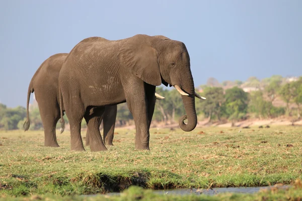 Elefante — Foto Stock