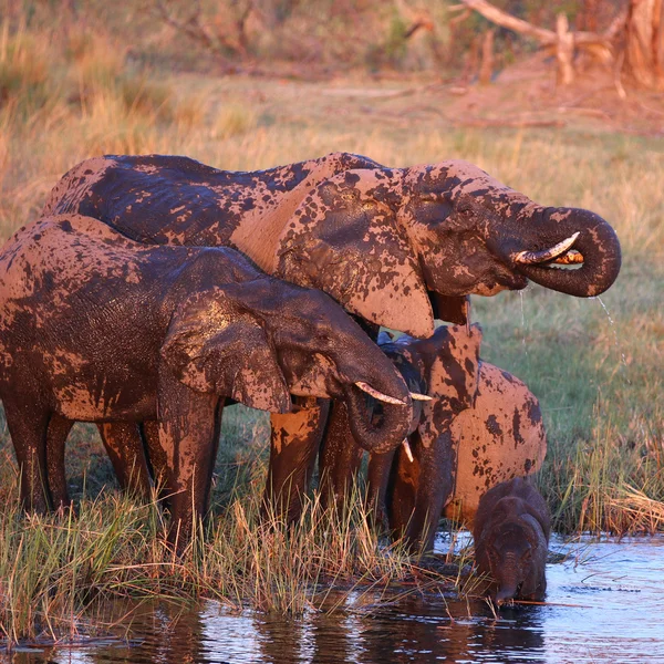 Olifant familie — Stockfoto