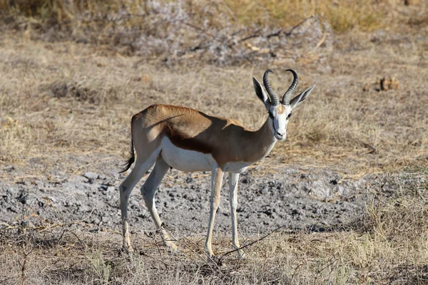 Springbok — Stock Photo, Image