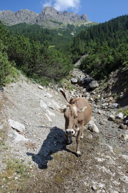 Çiftlik hayvanları
