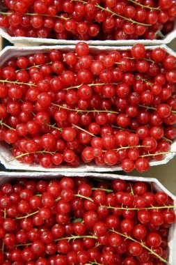 Kırmızı kuş üzümü