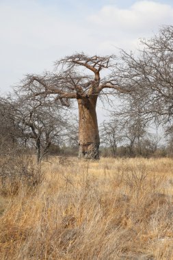 Baobab ağacı