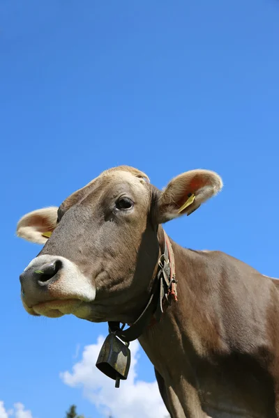 Cattle — Stock Photo, Image