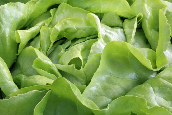 Butterhead Lettuce — Stock Photo, Image