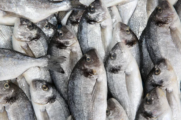 Fersk fisk - Stock-foto