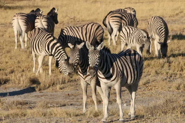 Zebra — Stock Fotó