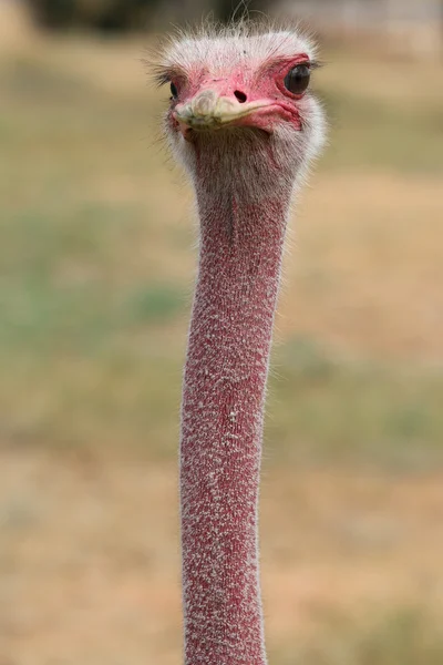 Masai avestruz macho — Foto de Stock