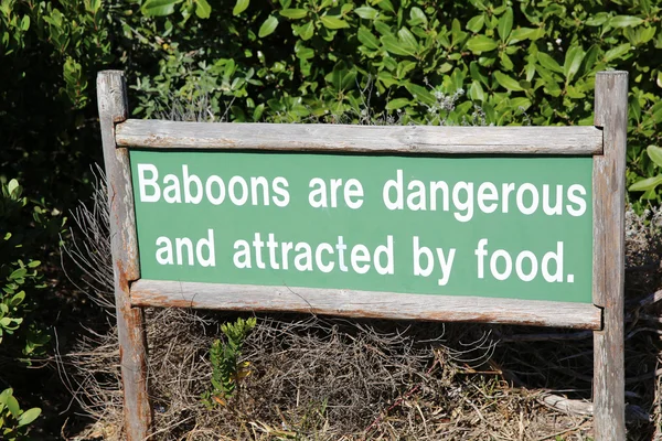 Baboons are Dangerous — Stock Photo, Image