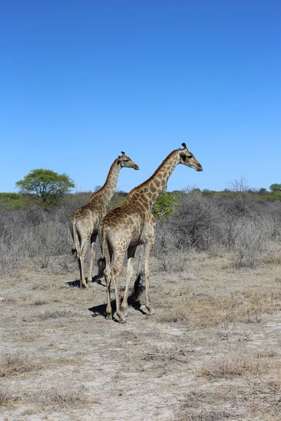 Girafa — Fotografia de Stock