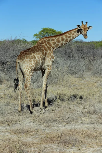 Girafa — Fotografia de Stock