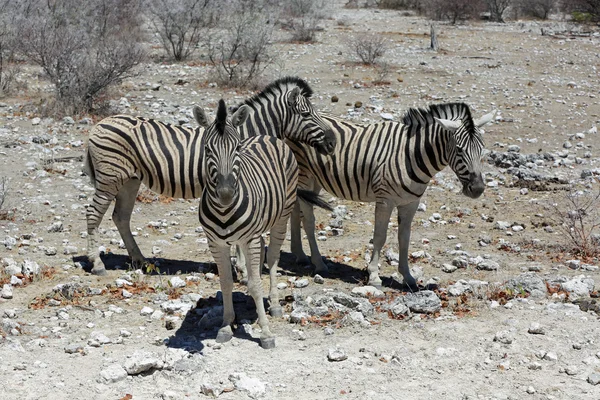 Zebra. — Fotografia de Stock