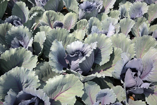 Red Cabbage — Stock Photo, Image