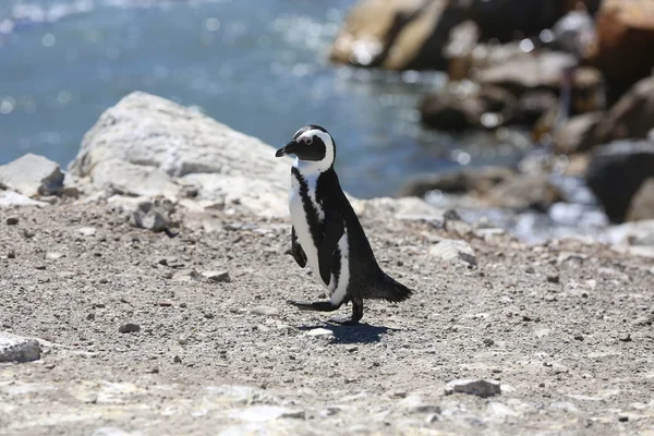 African Penguin — Stock Photo, Image