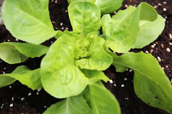 Lettuce Seedling — Stock Photo, Image