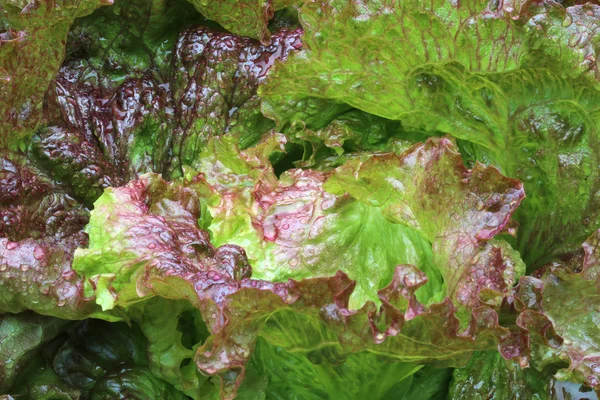 Red oak leaf lettuce — Stock Photo, Image