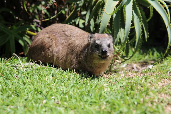 岩 dassie — ストック写真