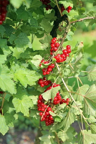 Rote Johannisbeere — Stockfoto