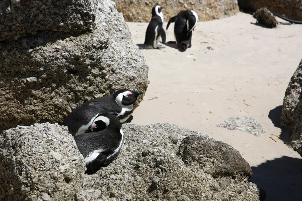 African Penguin — Stock Photo, Image