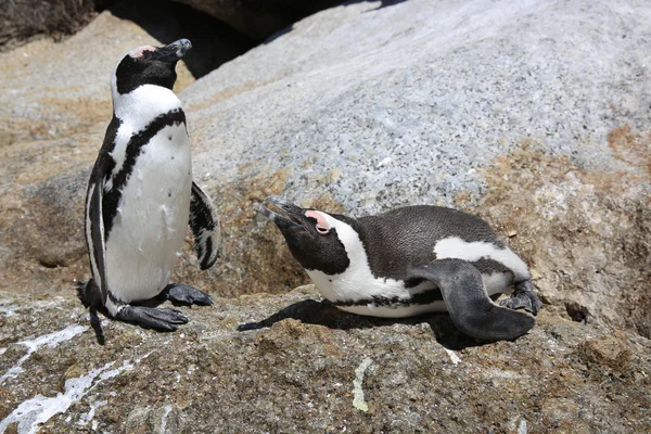 Afrikanska penguin — Stockfoto