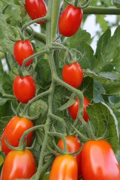 Tomates cherry — Foto de Stock