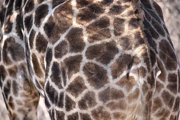 Giraff närbild — Stockfoto