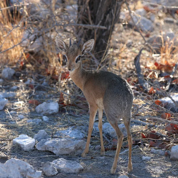 Dik-Dik — Stockfoto