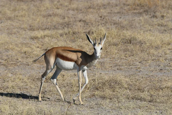 Springbok — Stock Photo, Image