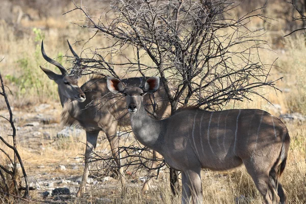 Kudu — Stock Fotó