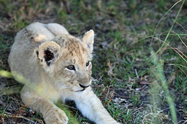 Lion Cub — Stock Photo, Image