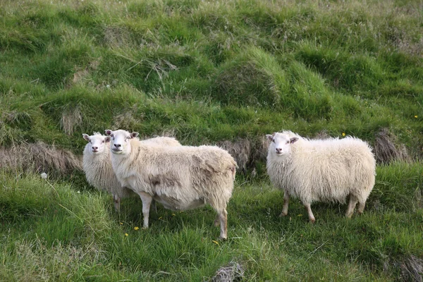 Får — Stockfoto