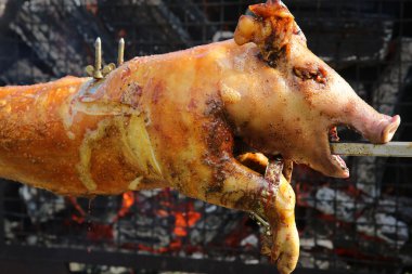 Yalakalık domuz portre