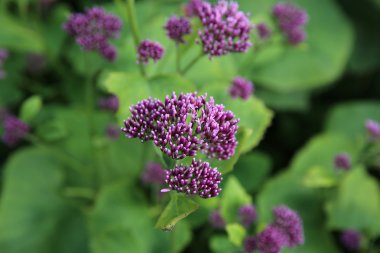 Adenostyles Daisy portre