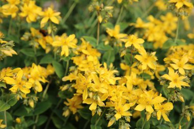 Ortak kasıkotu portre