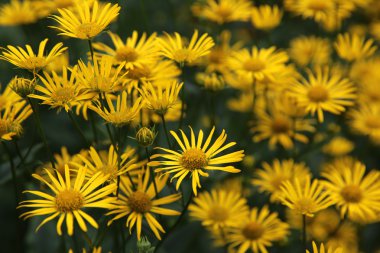 Doronicum plantagineum portre