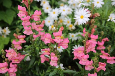 Aslanağzı Flowerbed içinde
