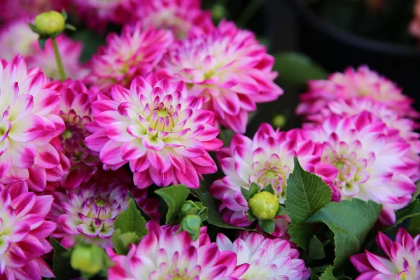 Dahlia virág Polárszűrő — Stock Fotó