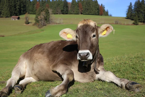 Cow on the Meadow — Stock Photo, Image