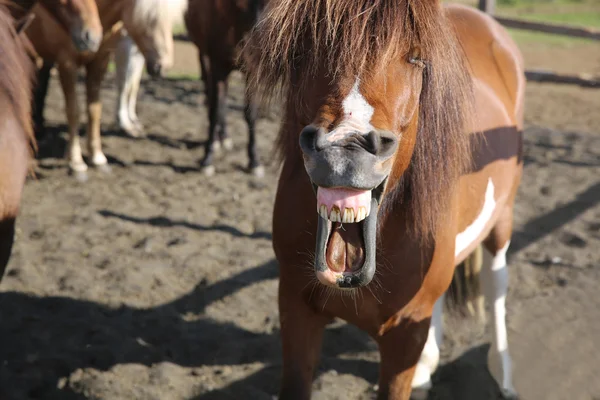 Primo piano del cavallo islandese — Foto Stock