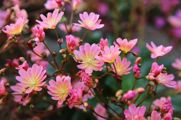 Квітка Lewisia Сім'ядоля — стокове фото