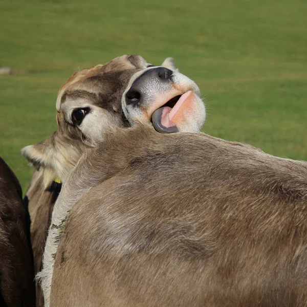 Скот на лугу — стоковое фото