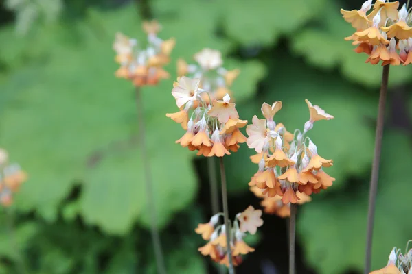 Primrose i blomsterrabatt — Stockfoto