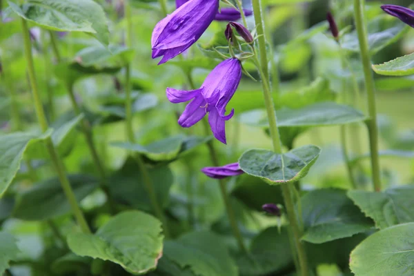 Großaufnahme von Campanula latifolia — Stockfoto