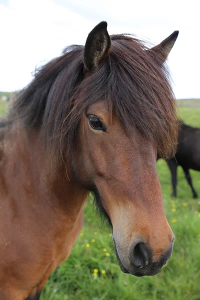 Исландский конный крупный план Лицензионные Стоковые Изображения