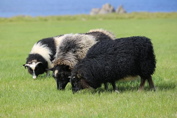 Islandská ovce closeup Stock Fotografie