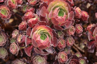 House pırasa portre